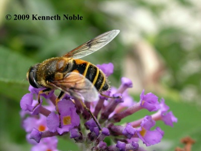 Eristalis horticola (hoverfly) Kenneth Noble